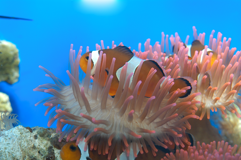 pesce pagliaccio anemone