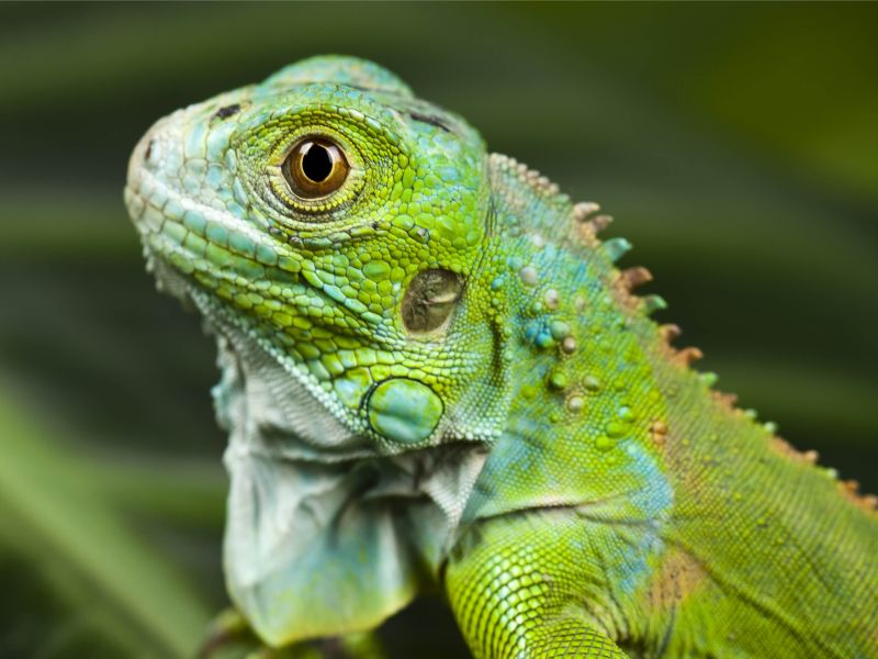 acquario di cattolica iguana