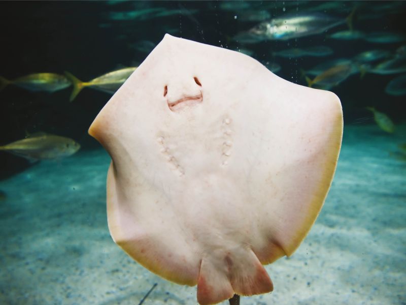 acquario di cattolica razza