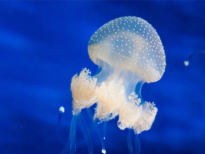 acquario di cattolica meduse
