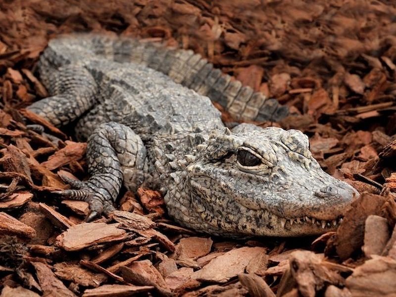bioparco mdg 8791 alligator sinensis1