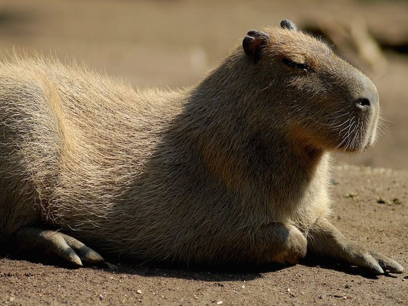 bioparco stampe cm 30x30 capibara1