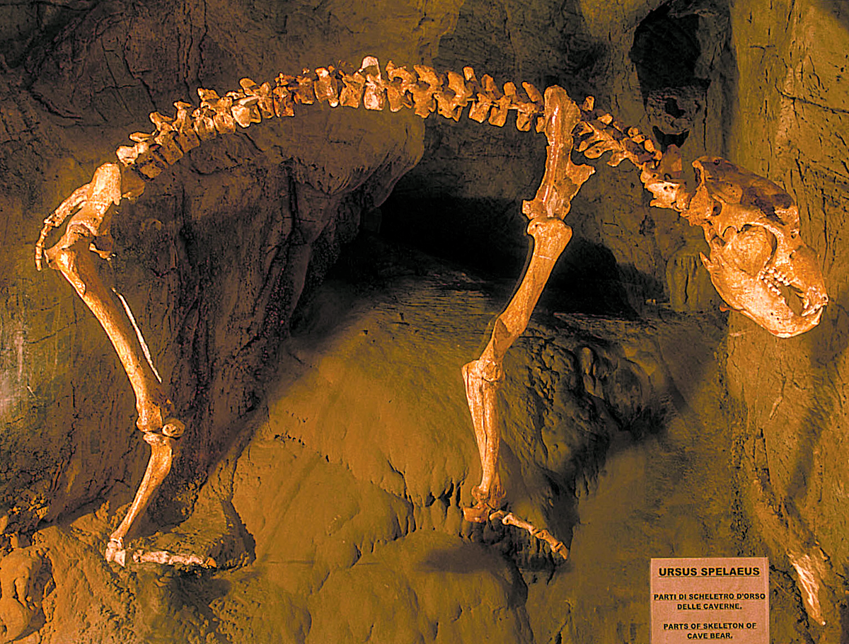 grottetoiranoursusspeleus