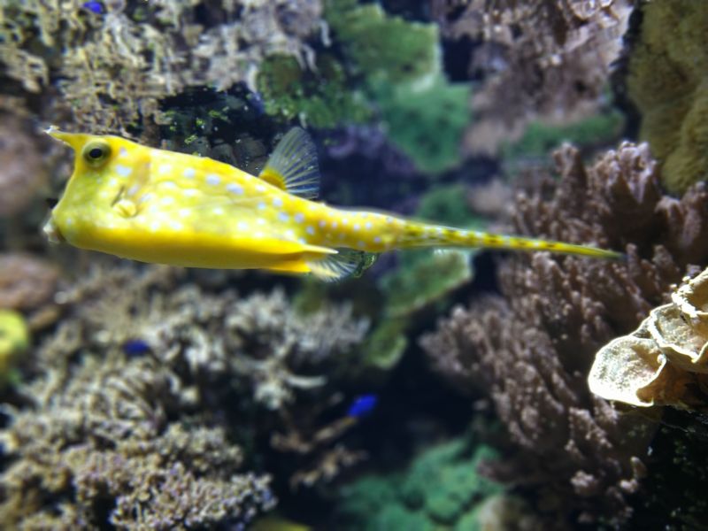 acquario 05