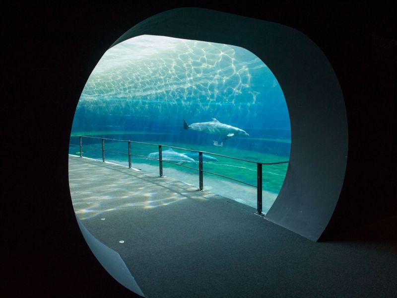 acquario costa delfini 01