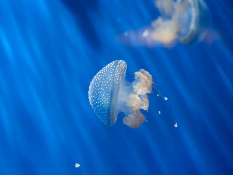 adg meduse ph merlofotografia