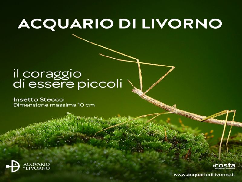 adl2024 stecco