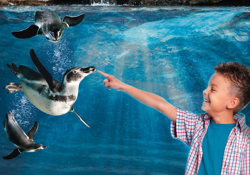 acquario di cattilca