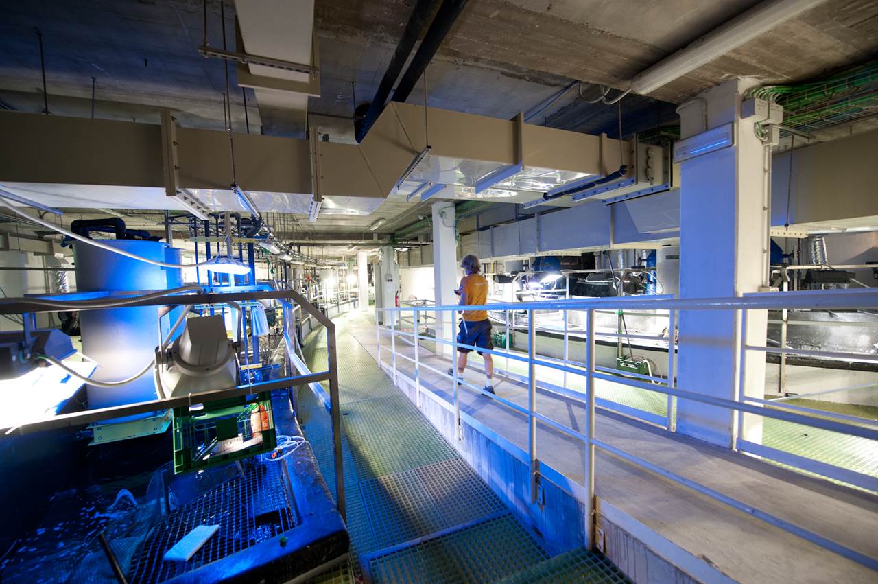 110513 acquario di livorno 403