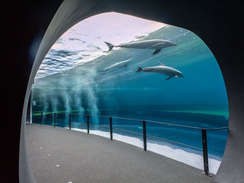 acquario costa delfini