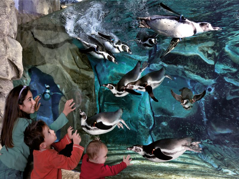 acquario di cattolica kids
