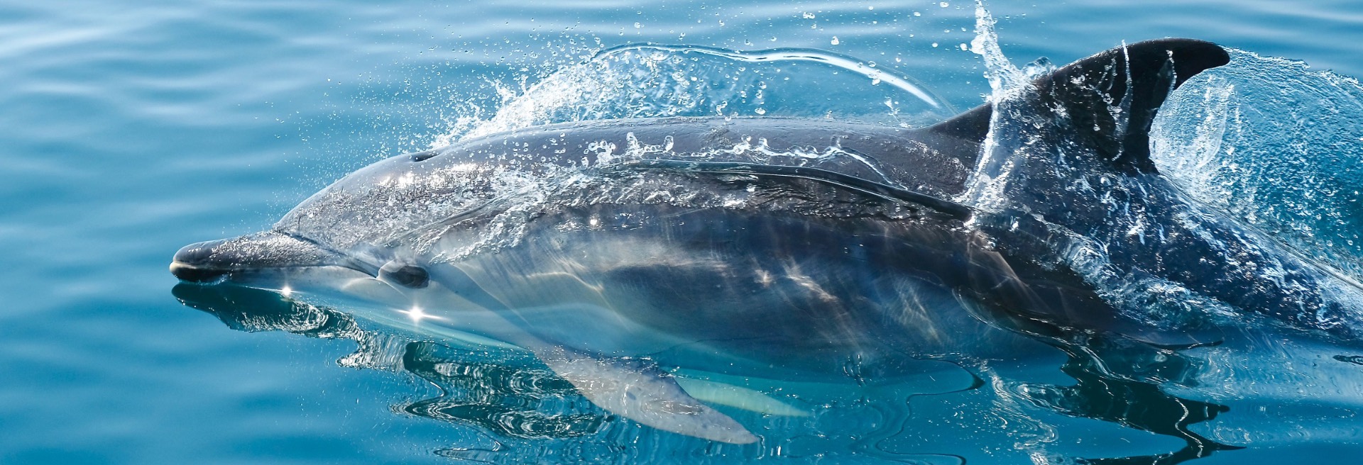 delfino