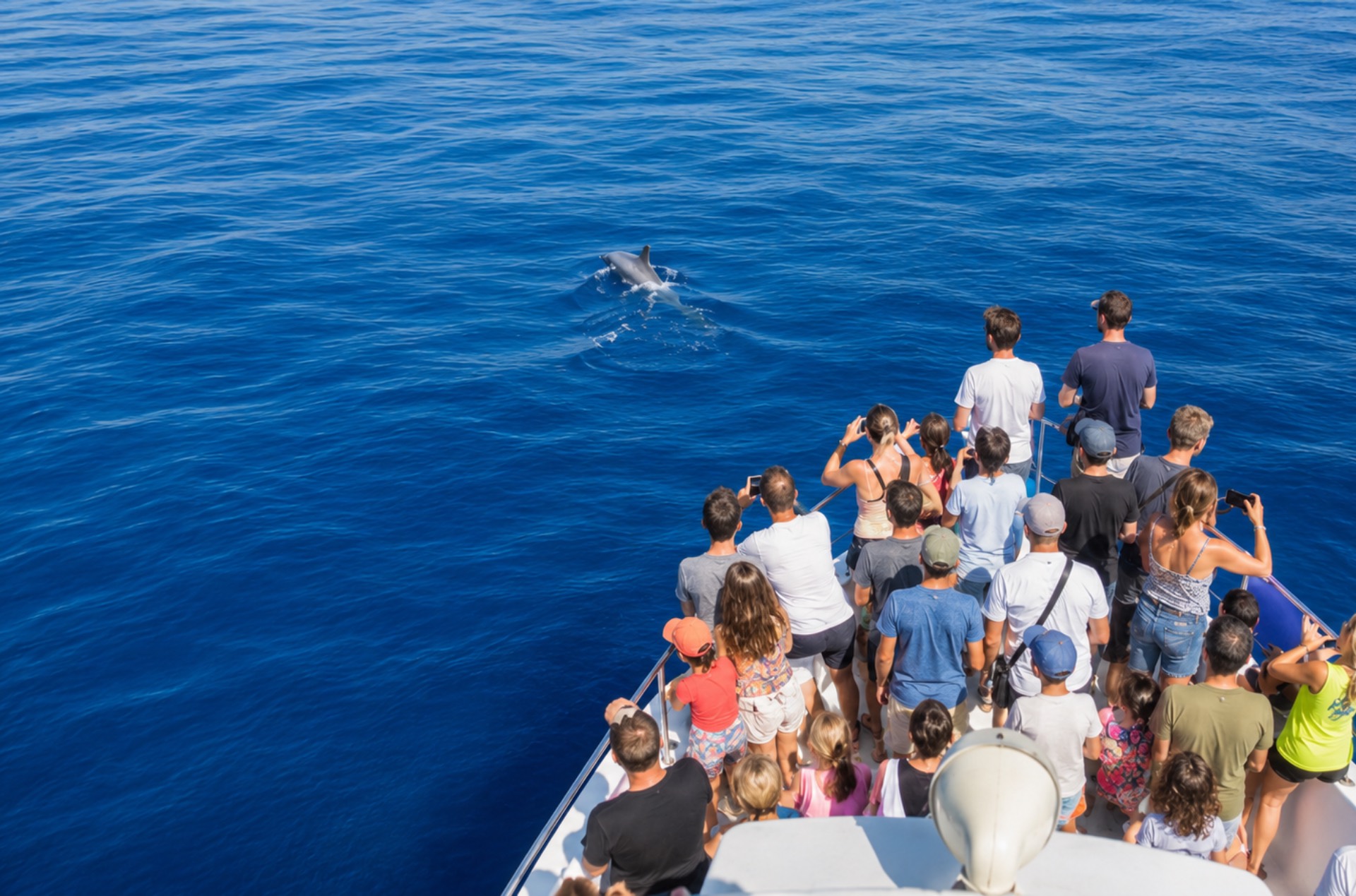 whale watching genova