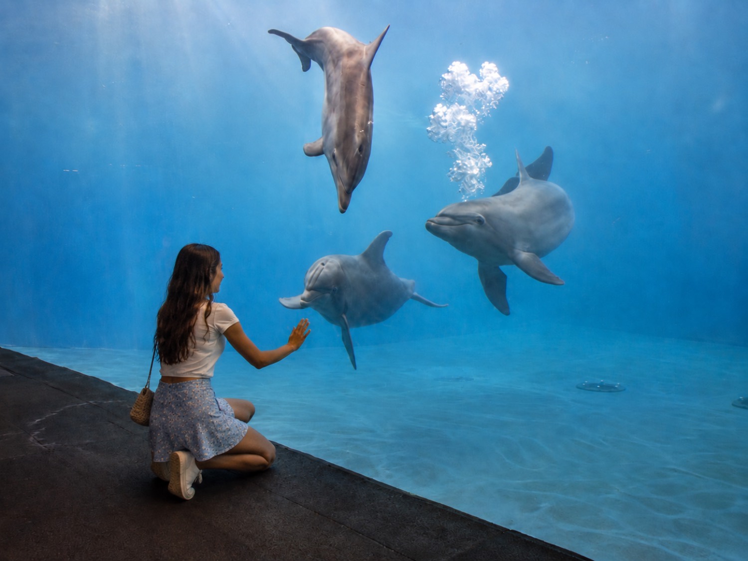 delfini visita acquario genova