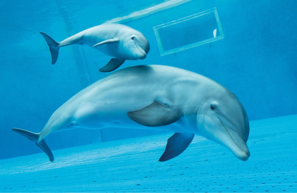 acquario di genova delfini