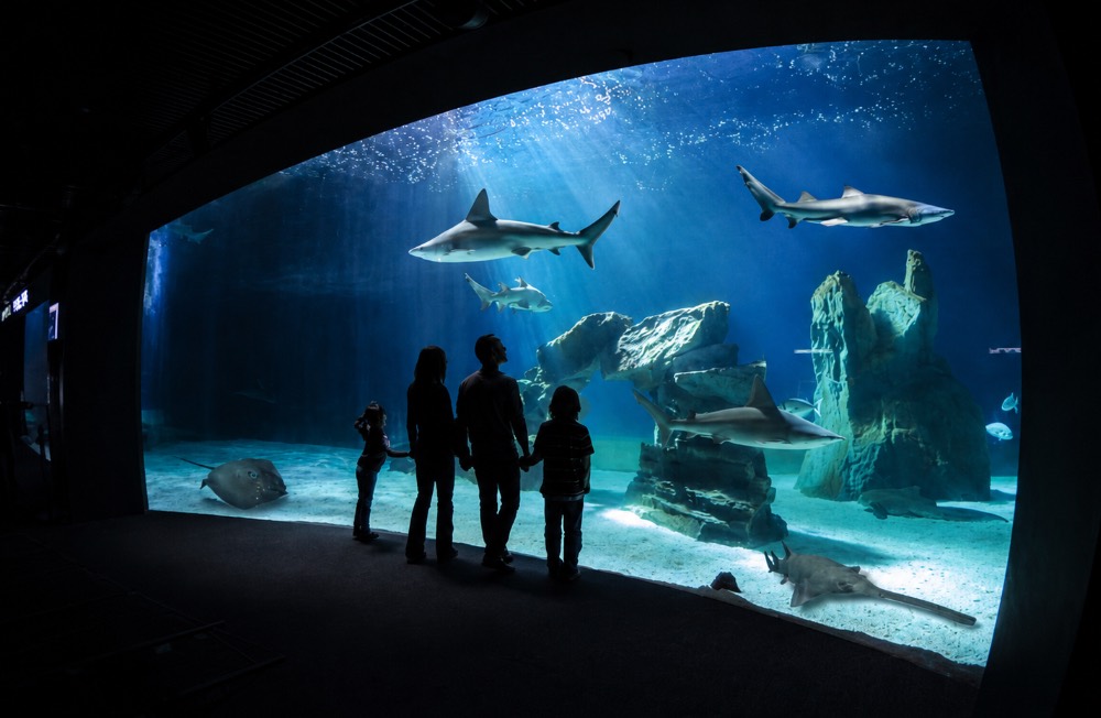 famiglia visita acquario di genova squali