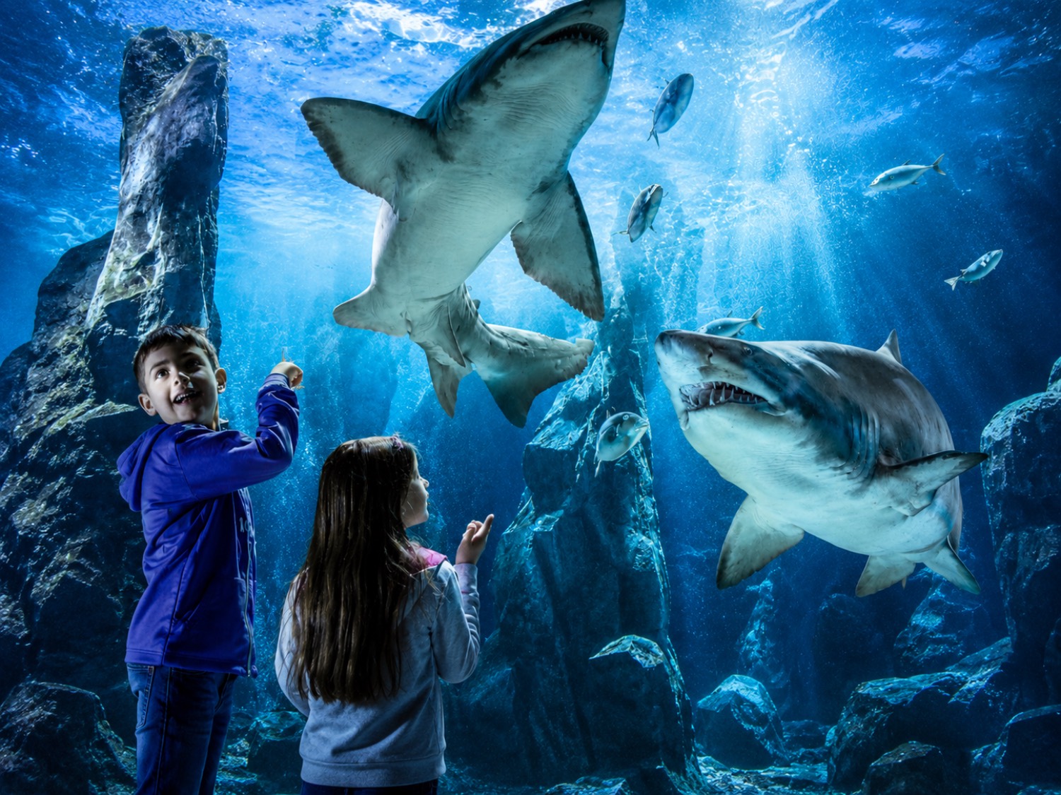 squali acquario di cattolica