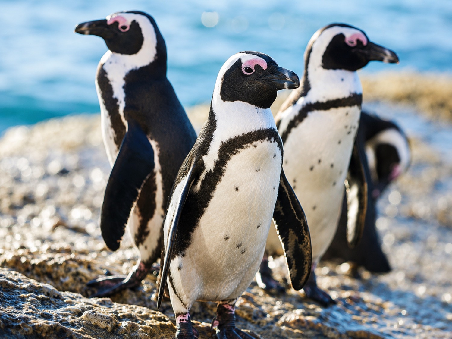 pinguini acquario di cattolica