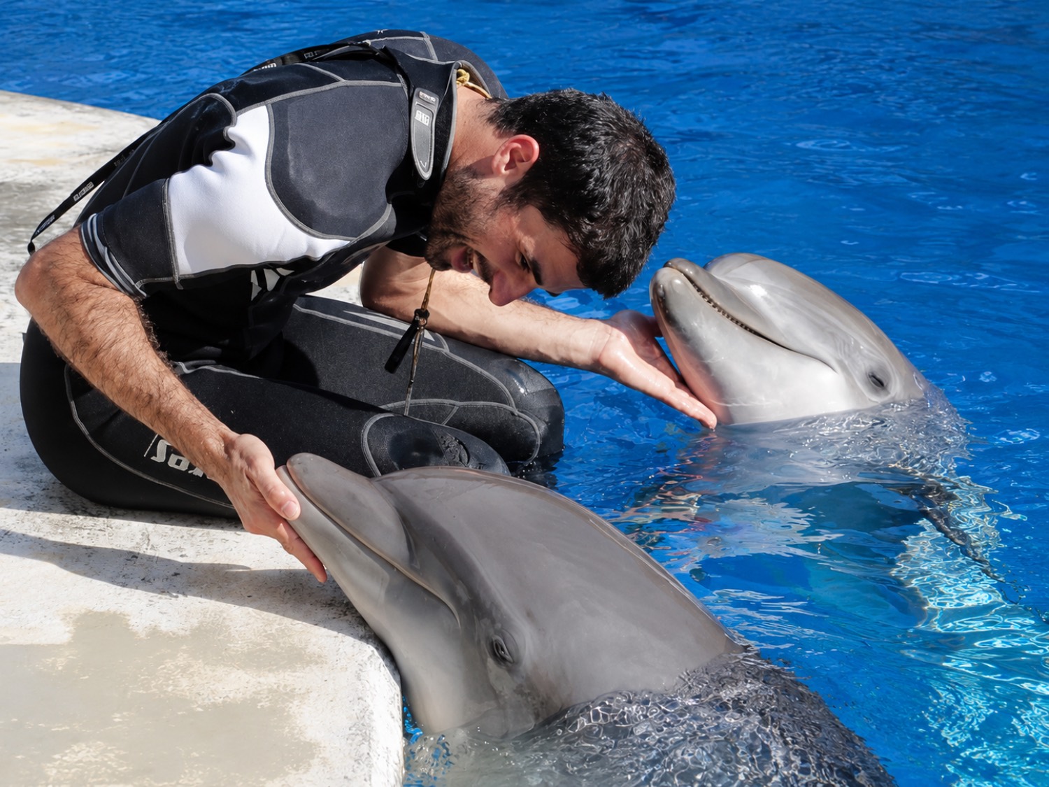oltremare delfini con biologo marino