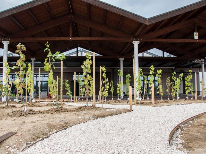 fico vineyard